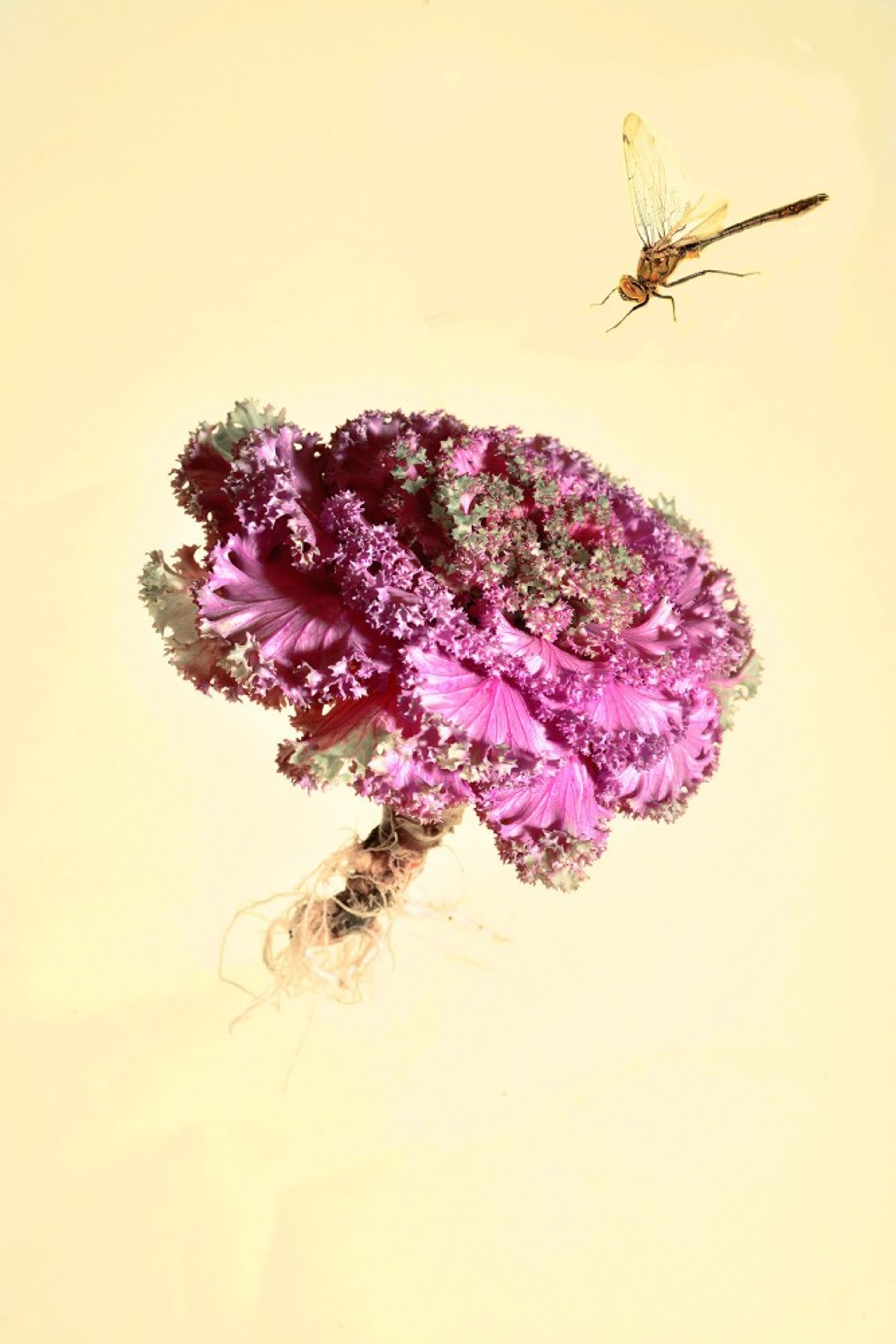 aus der Serie: Insect Allies Programm