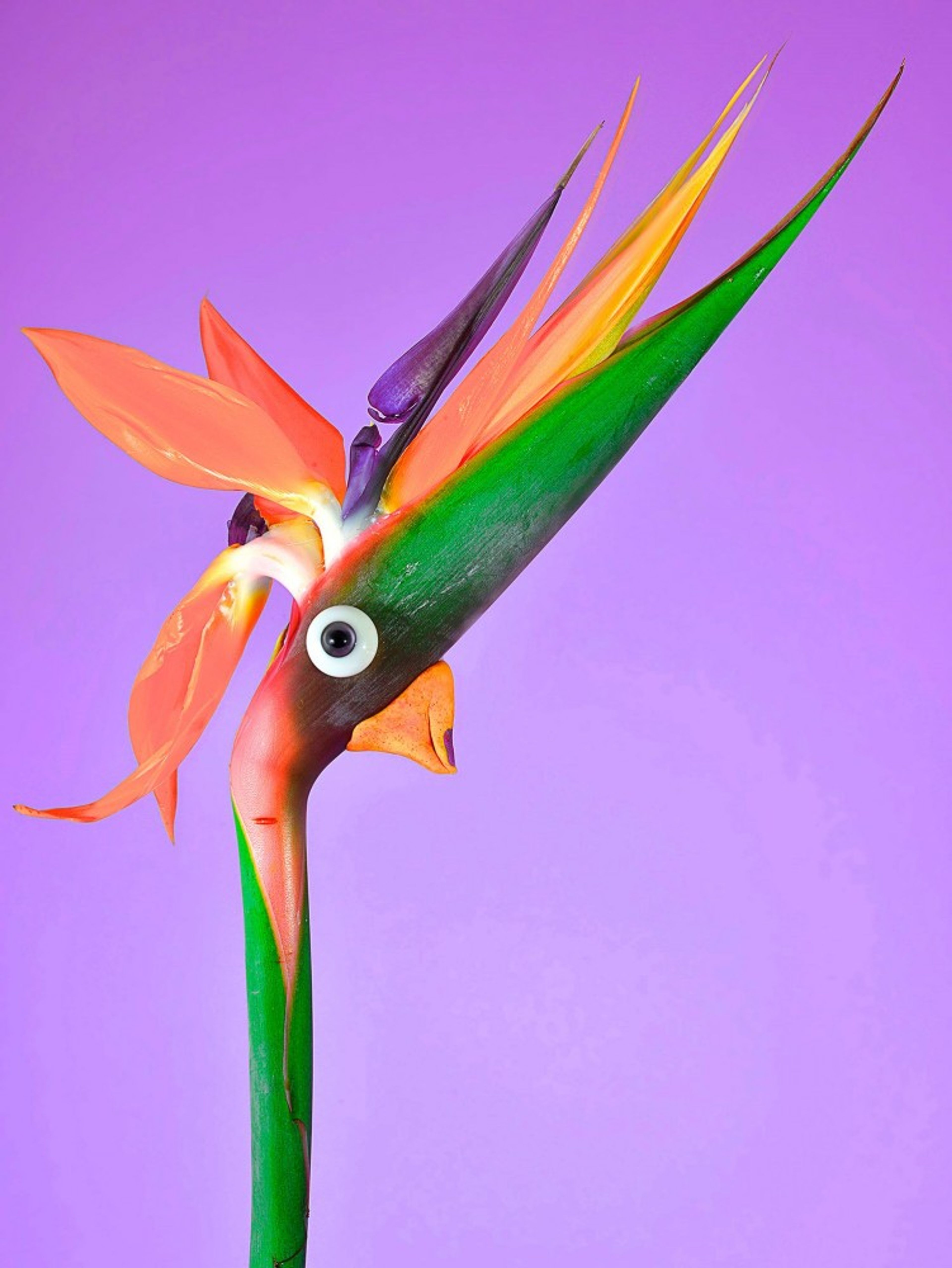 Papageienvogel